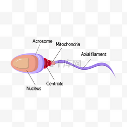 细胞核结构图片_人体精子细胞分析