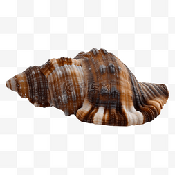 海螺外壳螺纹摄影图