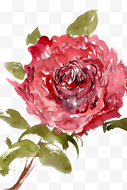 绽放的玫瑰花图片_美丽的玫瑰花