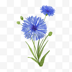蓝色水彩花卉植物车矢菊