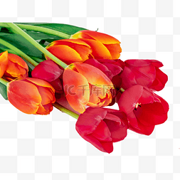 红色鲜花花束图片_红色郁金香花束