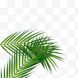 绿色矩形图片_棕榈叶植物树林光合作用