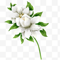白色栀子花图片_绿色植物白色栀子花