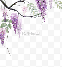 植物紫藤花