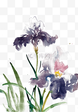 水墨紫色花朵图片_紫色鸢尾花