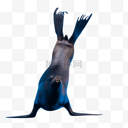 海狮免扣PNG图图片_海洋馆动物海狮