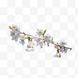 樱花花苞花瓣花卉白色