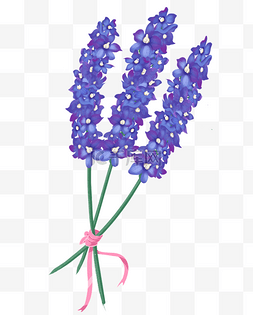 紫色草原图片_手绘紫色薰衣草花束礼物春天植物