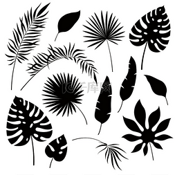 蕨类植物的叶子图片_热带树叶的轮廓黑色丛林异国风情