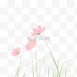 粉色植物水彩图片_水彩风梦幻粉色格桑花国画没骨画