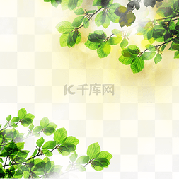 绿色的框图片_夏季边框热带树叶光效