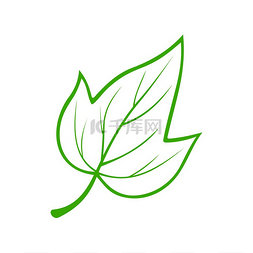 绿色枫树叶图片_郁金香白杨叶隔离有机标志矢量鹅