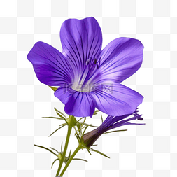 春季紫色花卉花朵
