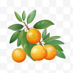 金桔柠檬孔图片_卡通手绘水果金桔