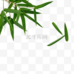 绿色竹子图片_竹叶树枝植物自然