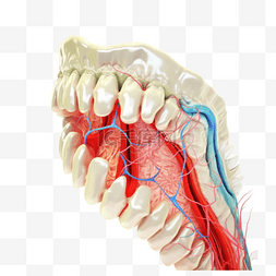 医疗医学组织器官人体牙齿
