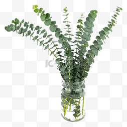 绿色叶子尤加利图片_绿植装饰花瓶尤加利