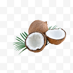 植物大脑图片_椰子美味热带圆形