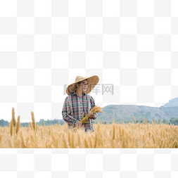 麦田拿着麦穗的农民
