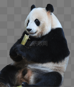国宝图片_大熊猫吃竹子