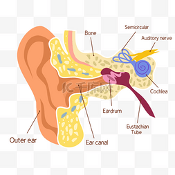 耳听力图片_插图人耳医学解剖卡通