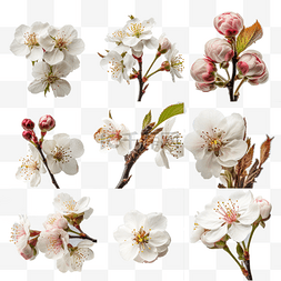 桃花设计素材图片_高清免扣花卉摄影樱花桃花设计素