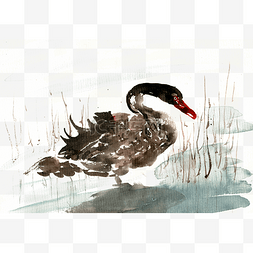 湖中的黑天鹅水墨动物