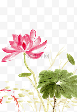 美丽的花卉图片_粉色的荷花水墨