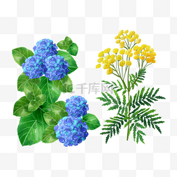 艾菊水彩花卉与蓝色绣球