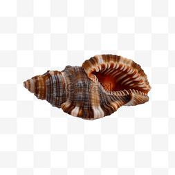 海螺海岸动物海洋