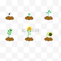 发芽的绿豆图片_小苗成长培育流程图种子培养培育