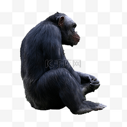 雄壮热带雨林黑猩猩