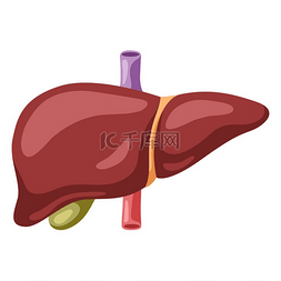 医院健康教育宣传图片_肝脏内部器官图解人体解剖学医疗