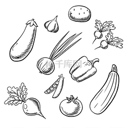大蒜洋葱图片_有机农场用土豆、西红柿、带辣叶