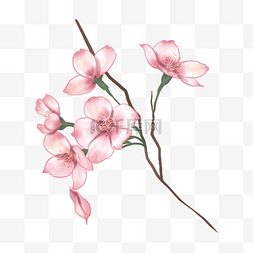 水彩樱花树粉色花骨朵