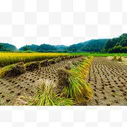秋天稻子丰收收割