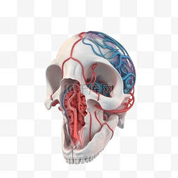 医疗医学组织器官人体头骨