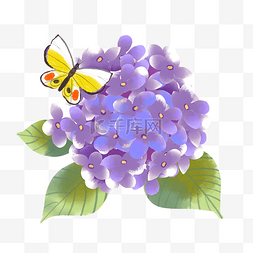 紫色绣球花花朵