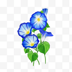 盛开的牵牛花图片_蓝色水彩牵牛花花卉喇叭花