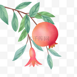 果实红色图片_水彩风格写实石榴水果果实