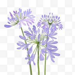 紫色花水彩图片_百子莲水彩花卉非洲紫色花