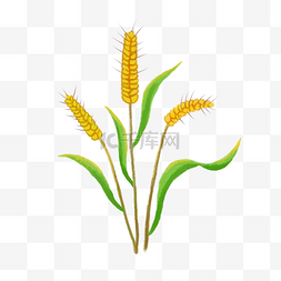 金麦子图片_成熟的水彩小麦