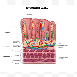 胃壁层详细的解剖，美丽多彩绘图