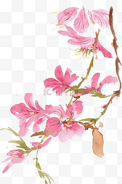 樱花树木图片_美丽的樱花