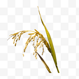 农业植物图片_农业水稻单支水稻