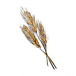 doodle wheat spikelets