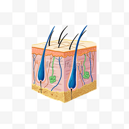 皮脂膜图示图片_美发毛囊皮脂剖面图