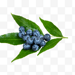 夏季营养蓝莓水果果实叶子