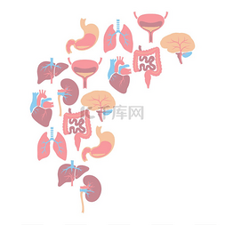 人体胃图片_内脏背景人体解剖学医疗保健和医
