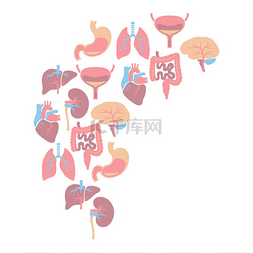 内脏背景人体解剖学医疗保健和医